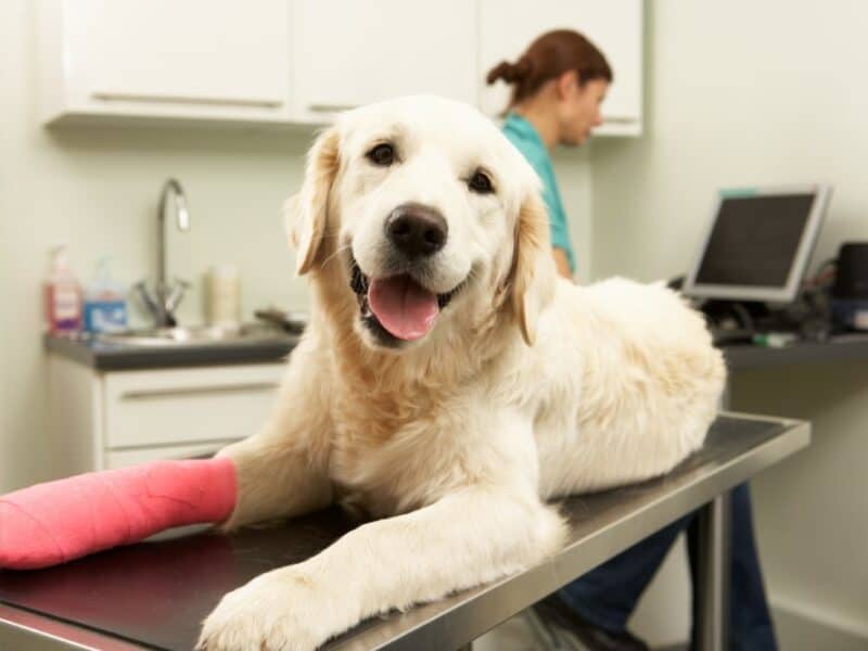 A labrador retriever with a mended leg at a veterinary appointment