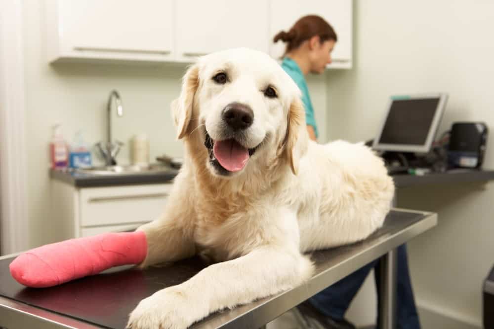 A labrador retriever with a mended leg at a veterinary appointment