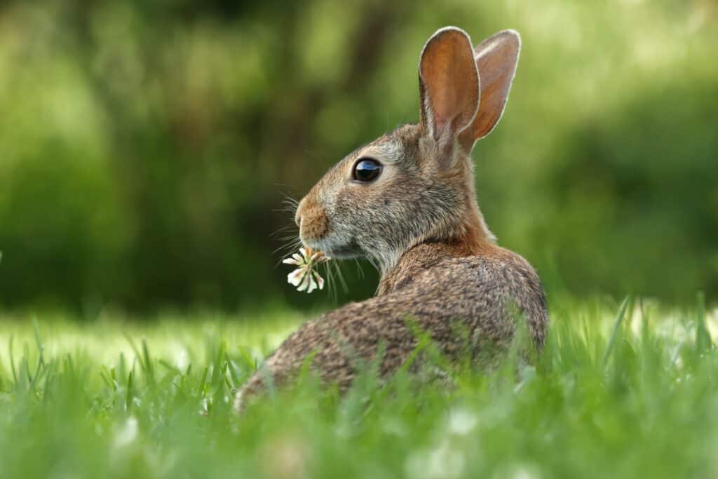 A brown bunny holding a flower in a grassy field