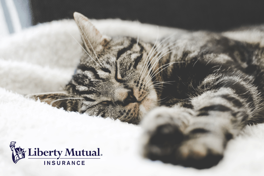 Cat insurance by Liberty Mutual featuring a sleeping cat