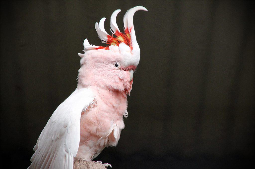 Major Mitchell Cockatoo in white, pink, and orange