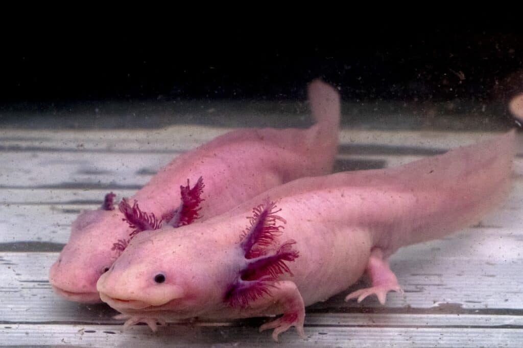 two Axolotl Mexican Salamanders underwater