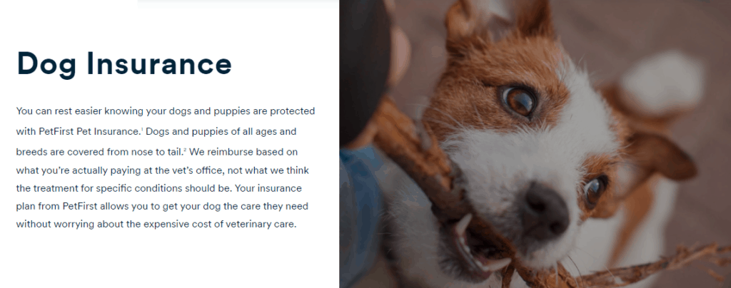 Dog Insurance by Petfirst featuring a brown/white Border Collie