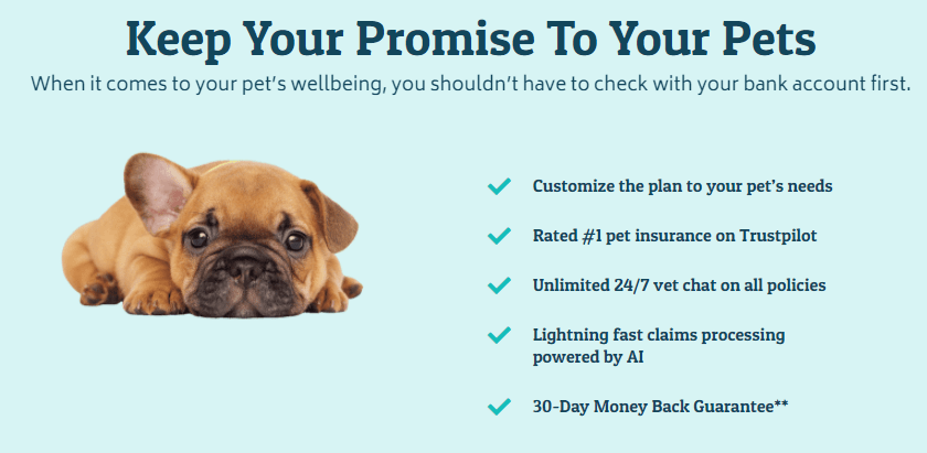 Key point on pet insurance by Prudent Pet, featuring a baby pug