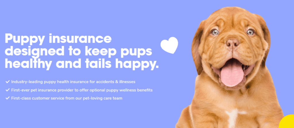 Puppy insurance by Pumpkin featuring a brown puppy