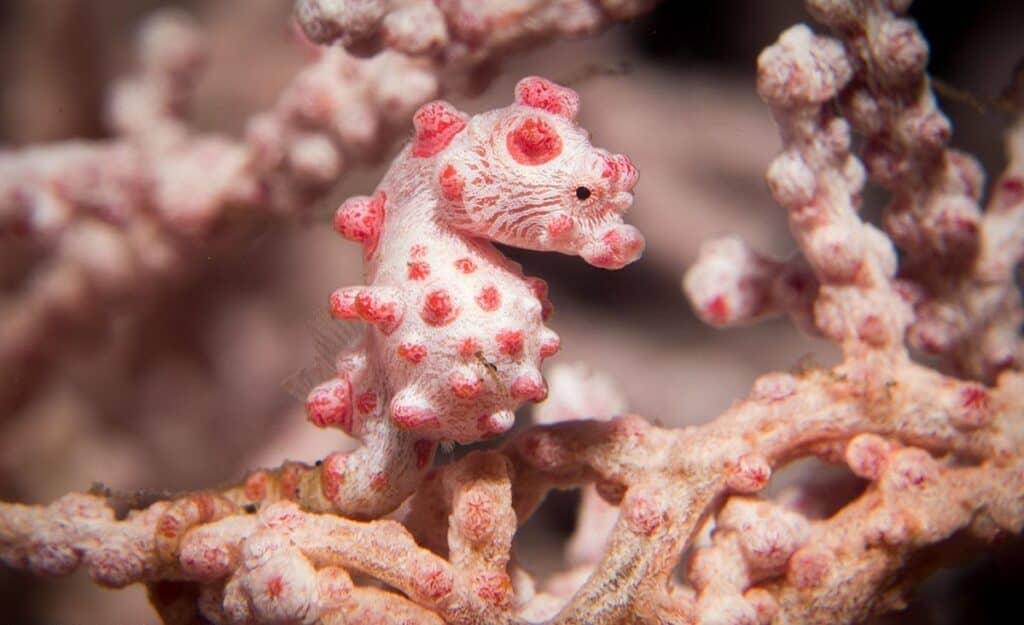 A pink Pygmy seahorse floating among corals