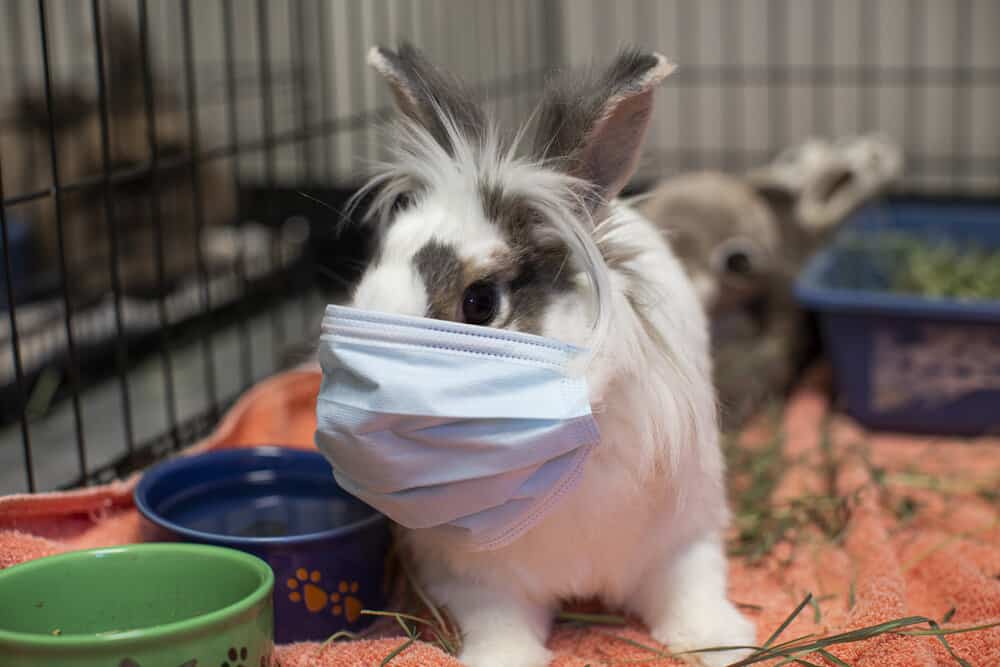 White bunny wearing a mask