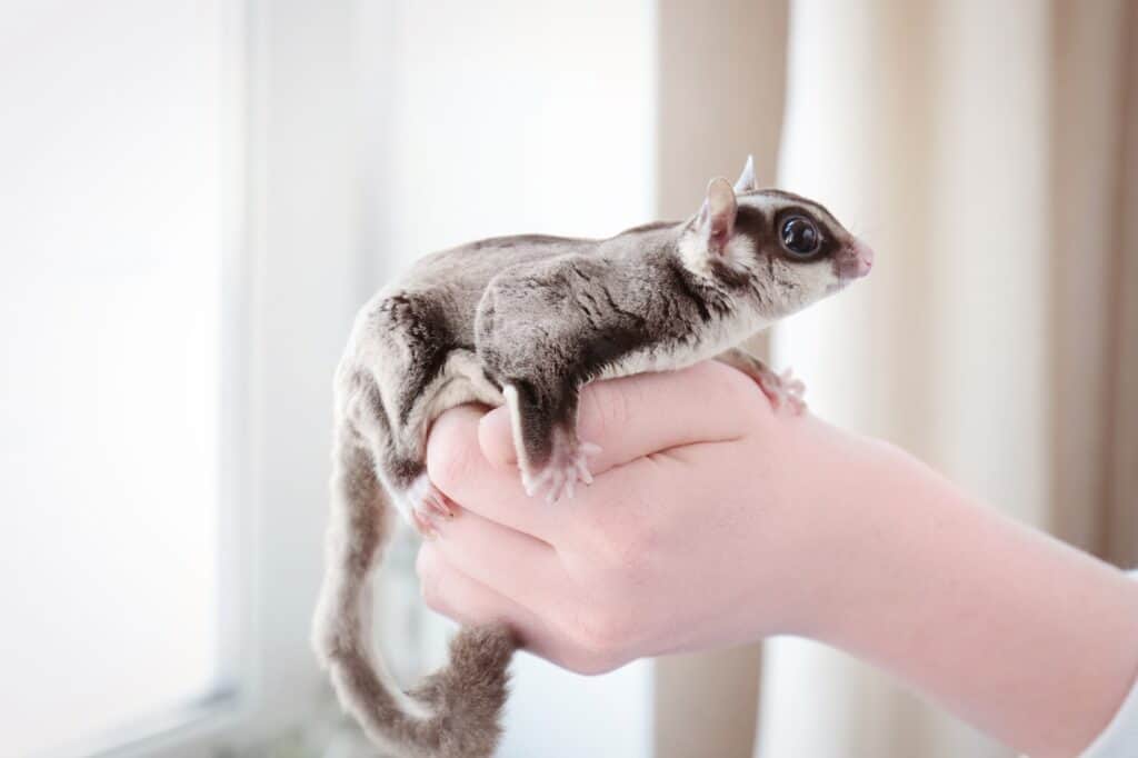 Hand of owner with cute sugar glider at home