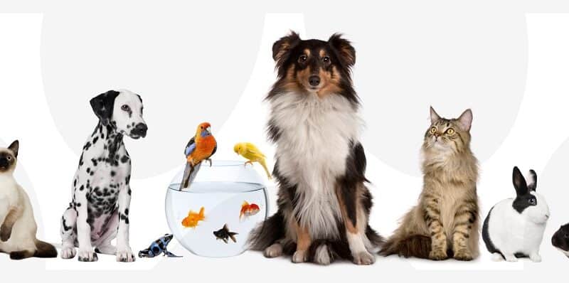 A portrait of ferret, two cats, two dogs, frog, fish, parrot, canary, rabbit, hamster, and mouse.