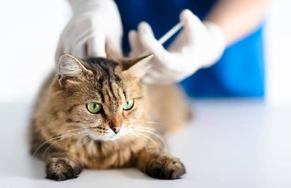 A cat getting vaccinated