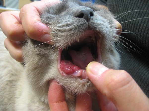 A grey cat with benign oral neoplasia