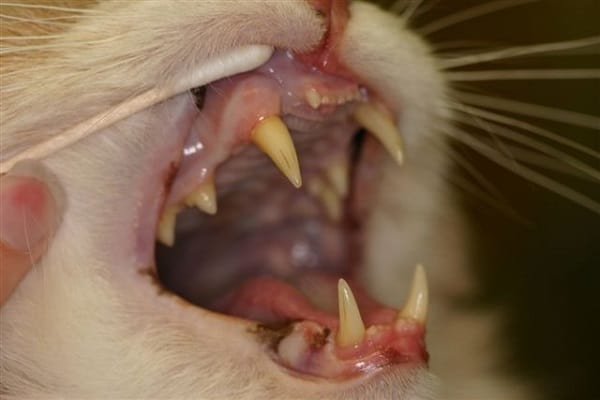 A white cat with ulcerative stomatitis