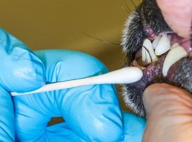 A case of embedded teeth in a dog