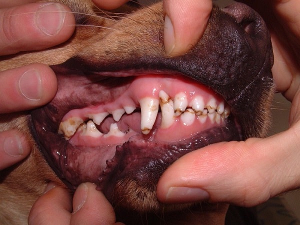 A case of enamel hypoplasia in a dog