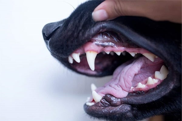 A case of a black dog with gingivitis