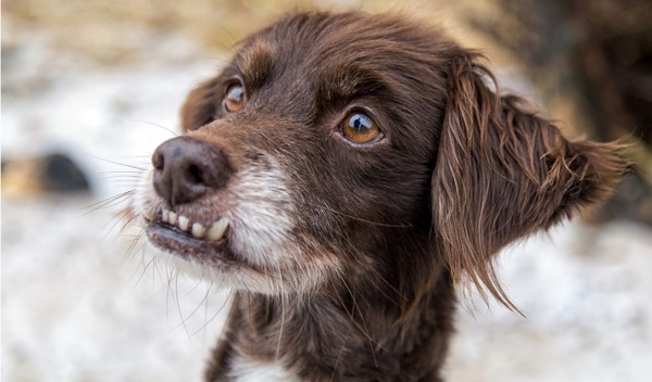 A case of malocclusion in a dog