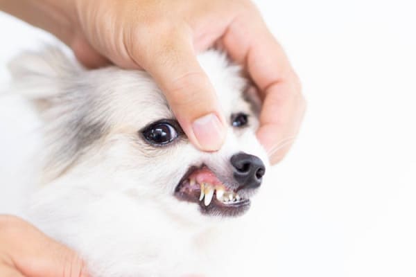 A white dog with periodontal disease