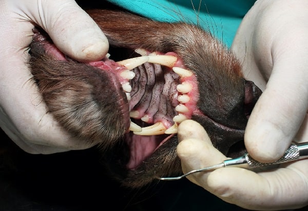 A brown dog with pulpitis