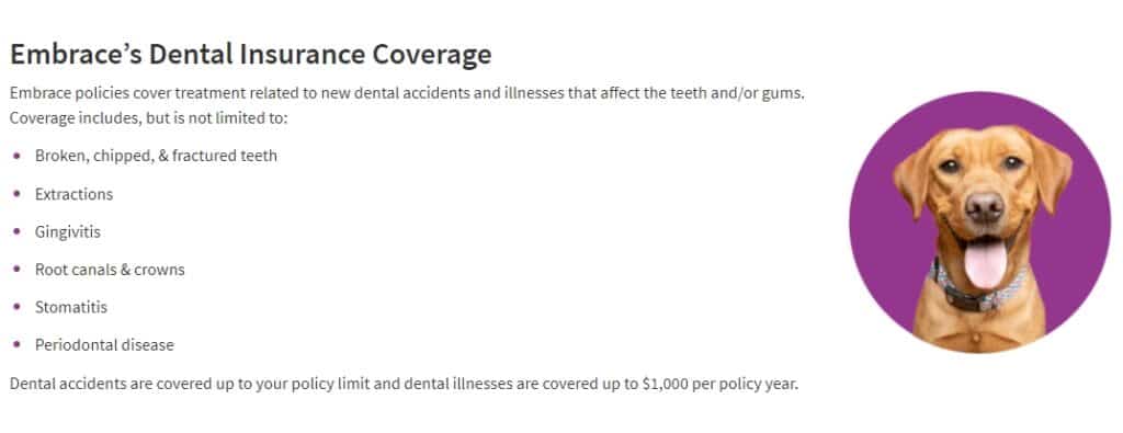 Embrace pet dental insurance