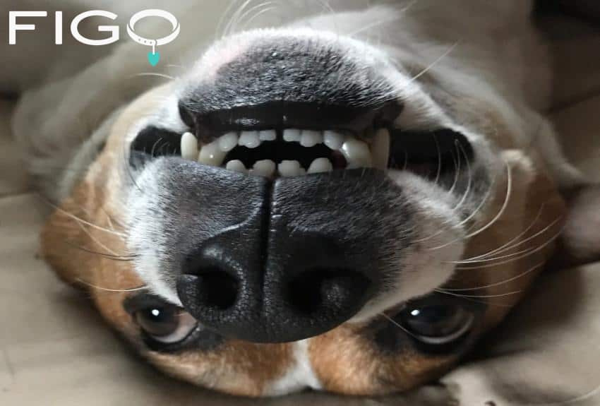Figo pet dental insurance showing a brown dog