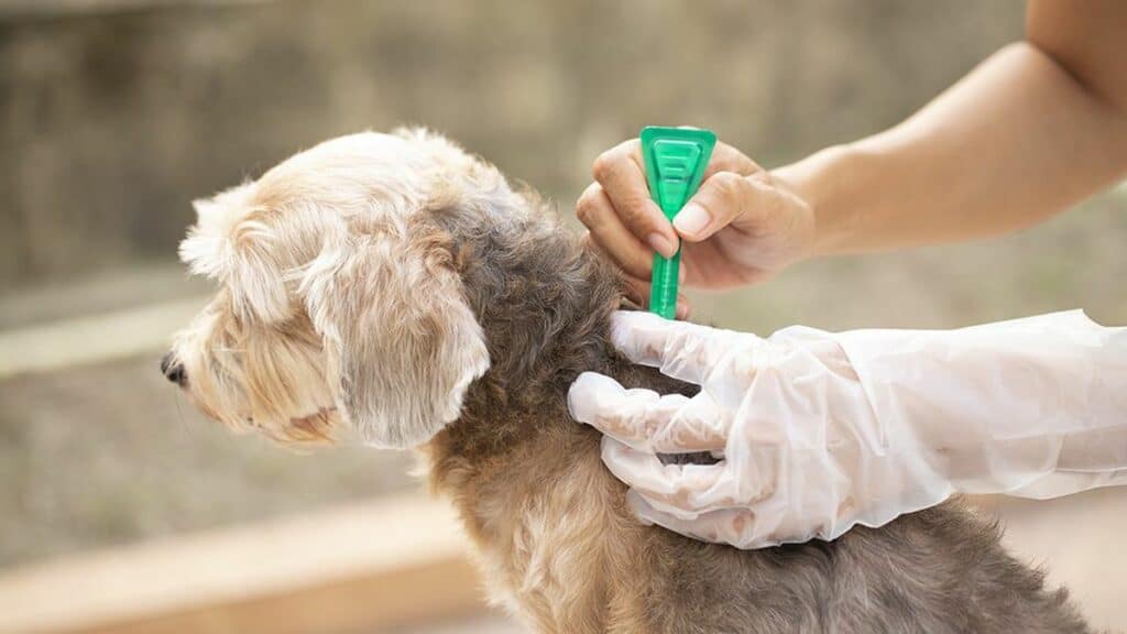 A dog receiving a flea and tick prevention medicine.