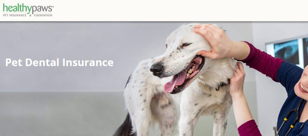 Healthy Paws pet dental insurance showing a white dog at the vet clinic
