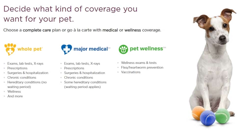 Nationwide pet dental insurance with a dog and tennis balls
