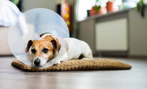A dog resting after neutering surgery.