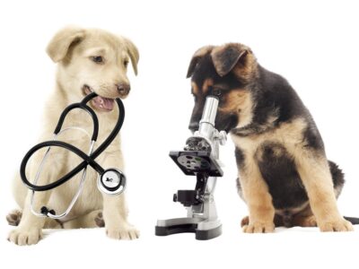 To puppies playing with medical and scientific equipment.