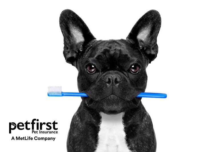 PetFirst pet dental insurance showing a French bulldog holding a toothbrush in the mouth