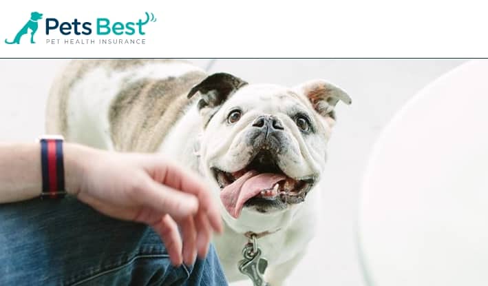 Pets Best pet dental insurance depicting a French bulldog