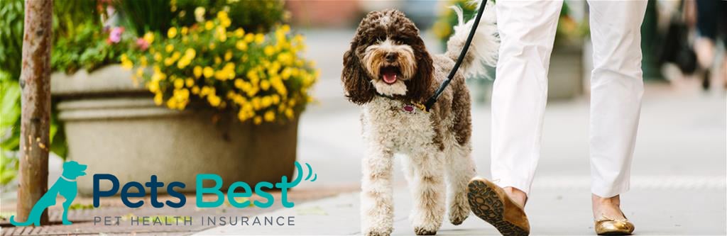Pet wellness plan by Pets Best featuring a dog walking with its owner.