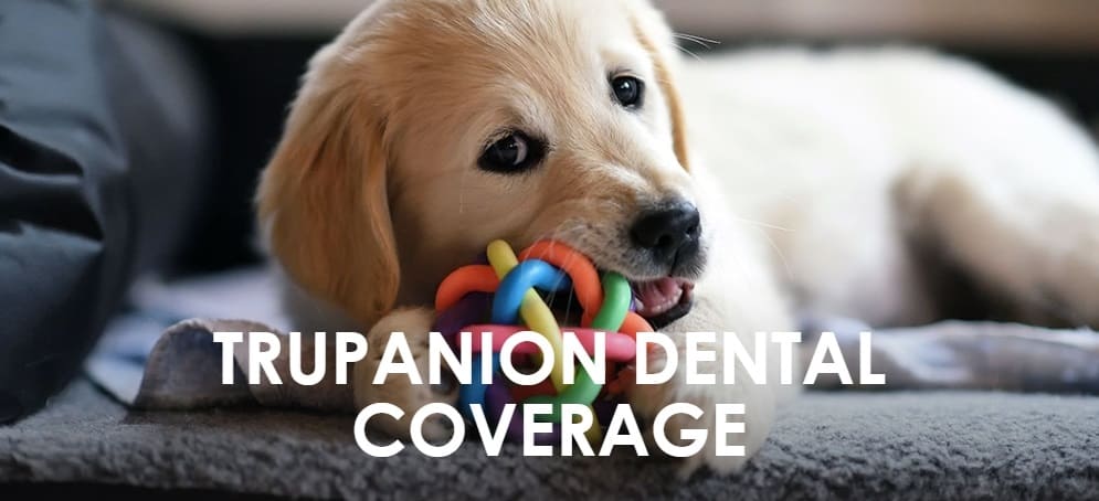 Trupanion pet dental insurance showing a baby Labrador Retriever playing