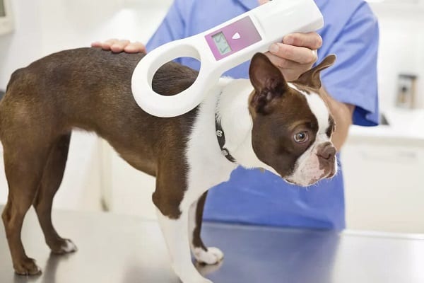 A French Bulldog getting its microchip checked by a specialist.