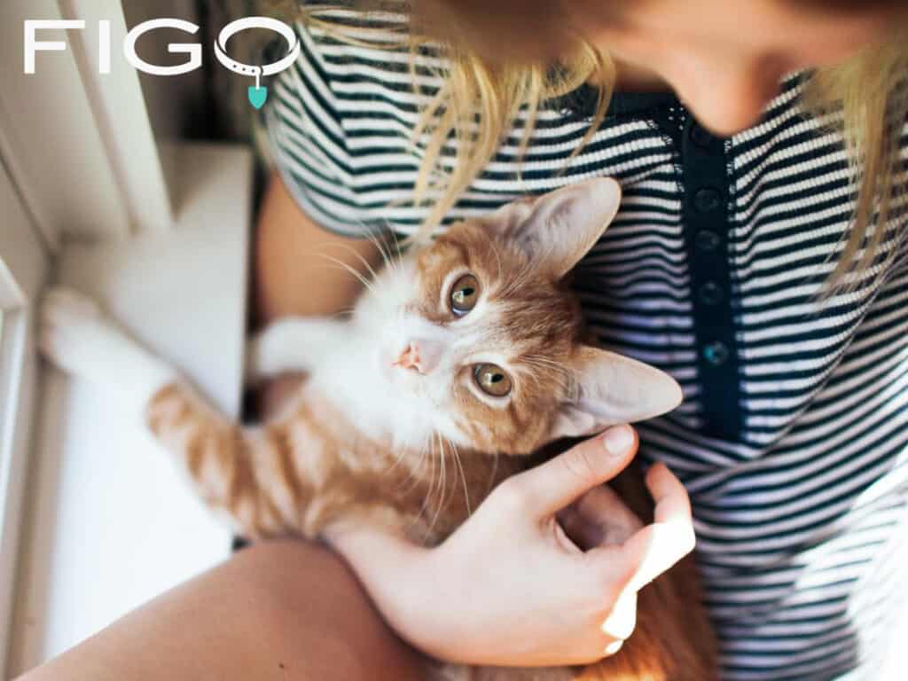 Figo Pet Insurance Review featuring a girl holding a yellow cat