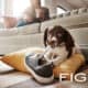 Figo Pet Insurance Review featuring a dog playing with a shoe