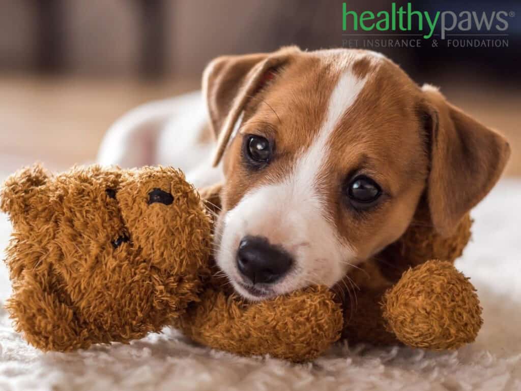 Healthy Paws pet insurance review featuring a puppy lying over a teddy bear