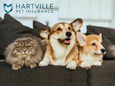 Hartville pet insurance review featuring two dogs and a cat sitting on a couch
