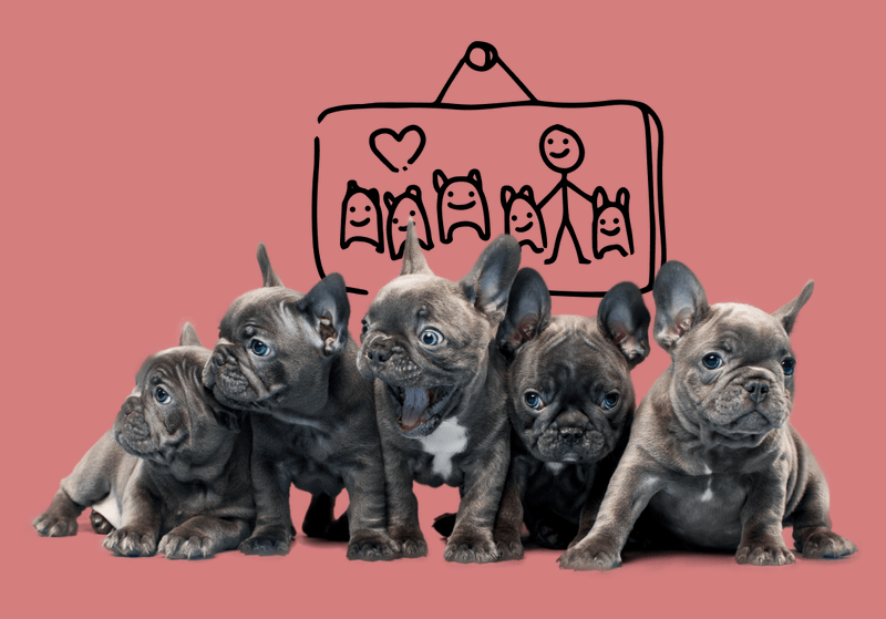 Petplan pet insurance featuring five baby french bulldogs and a children's drawing of a person with dogs