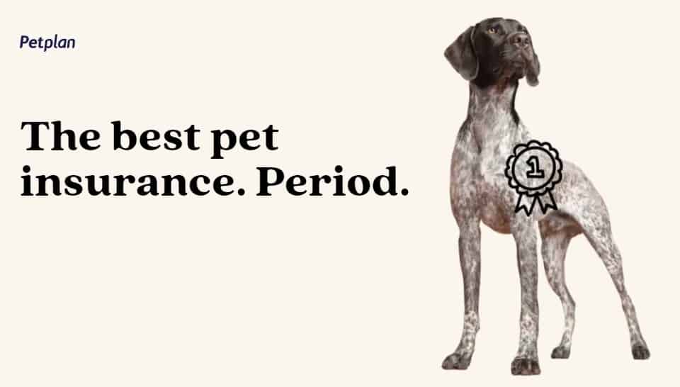 Petplan pet insurance featuring a dog with a 1st place award ribbon