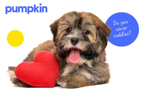 Pumpkin pet insurance coverage featuring a puppy with a red heart cushion