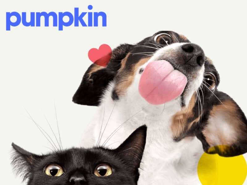 Pumpkin pet insurance review featuring a black cat hiding and a puppy licking