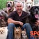 SPOT Pet Insurance review featuring Cesar Milan surrounded by seven dogs