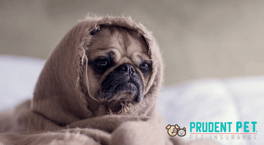 Prudent Pet pet wellness care coverage featuring a pug wrapped in a blanket