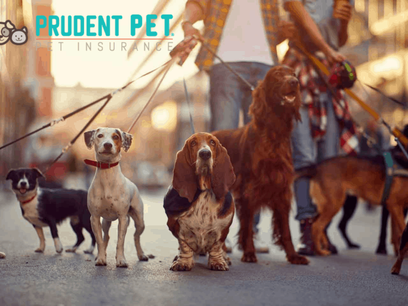 Prudent Pet pet insurance review featuring two persons walking 8 different dogs