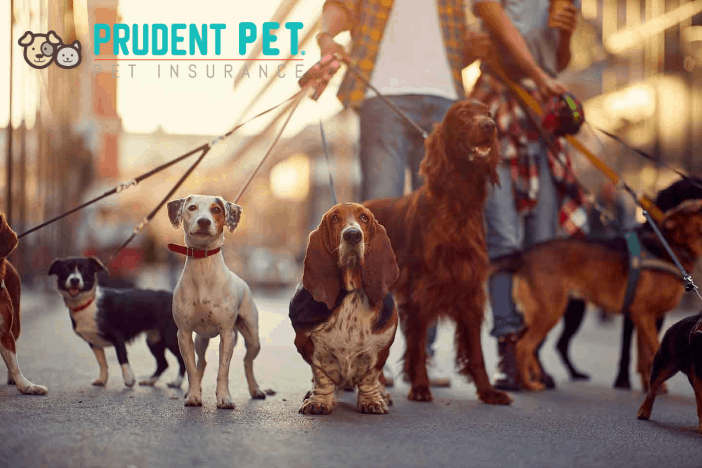 Prudent Pet pet insurance review featuring two persons walking 8 different dogs