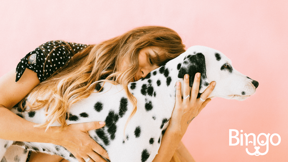Bingo pet insurance featuring a woman hugging a Dalmatian dog