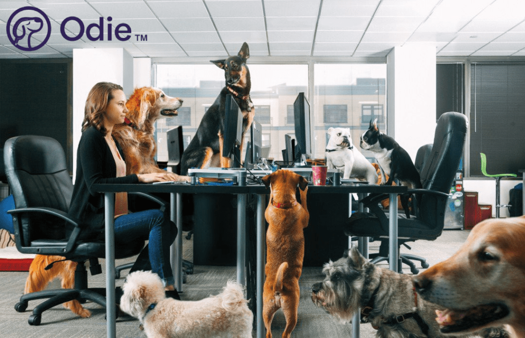 Odie pet insurance featuring an office where a woman is working on a computer surrounded by 8 dogs