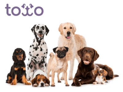 Toto pet insurance review featuring a pack of different dog breeds