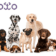 Toto pet insurance review featuring a pack of different dog breeds